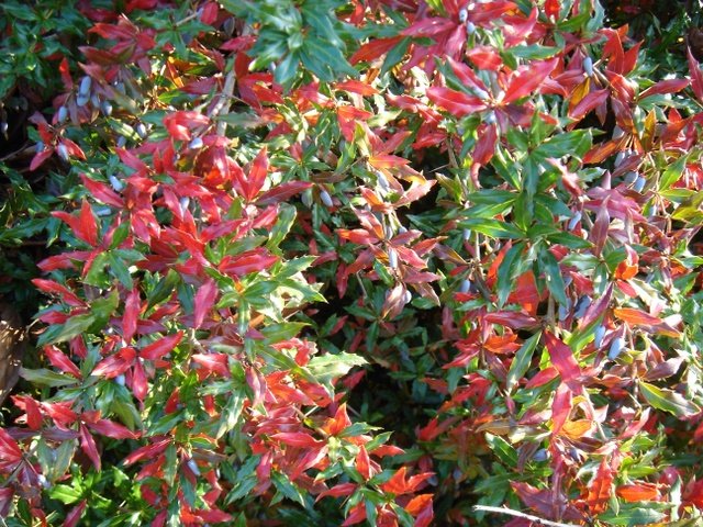 Berberis hybride 'Chenaultii'